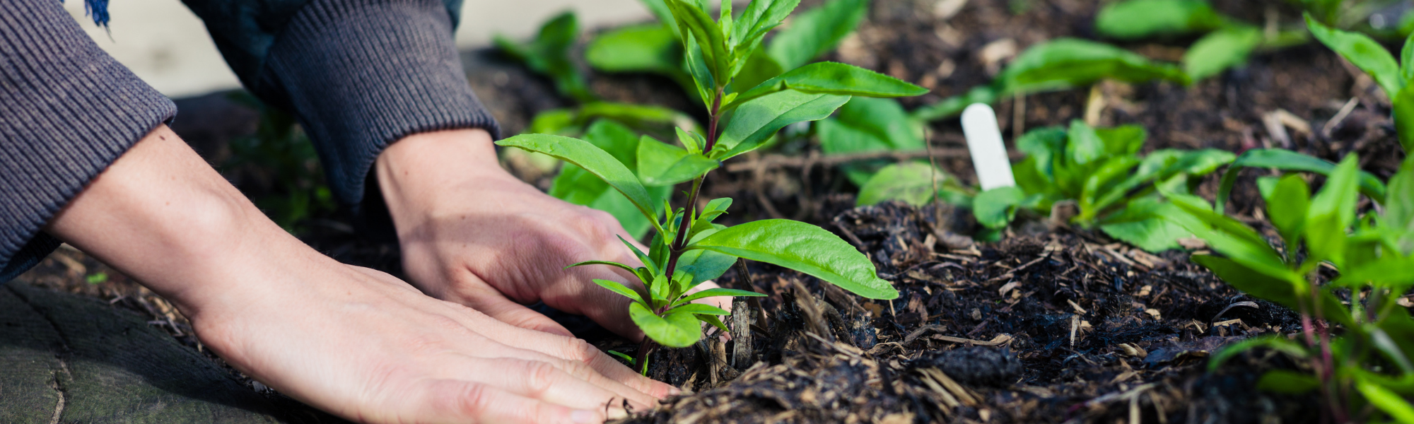 gardening 